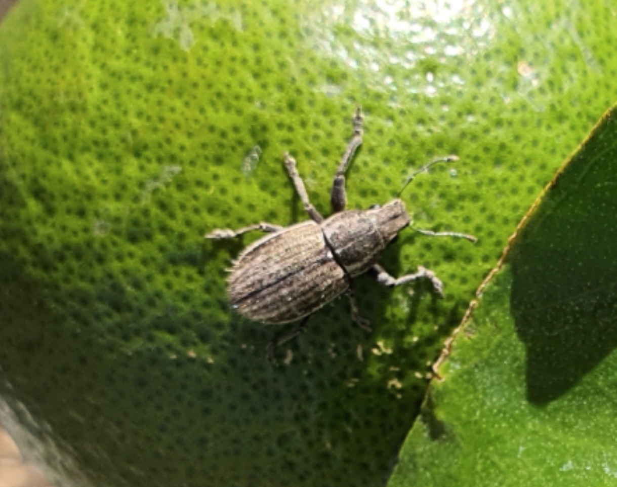 How To Get Rid Of Weevils In Garden Fasci Garden