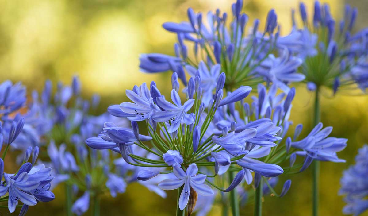 Are agapanthus deals poisonous to dogs