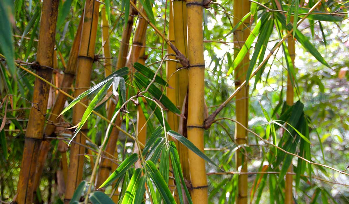 Bamboo stick. A stick of bamboo with a new shoot growing