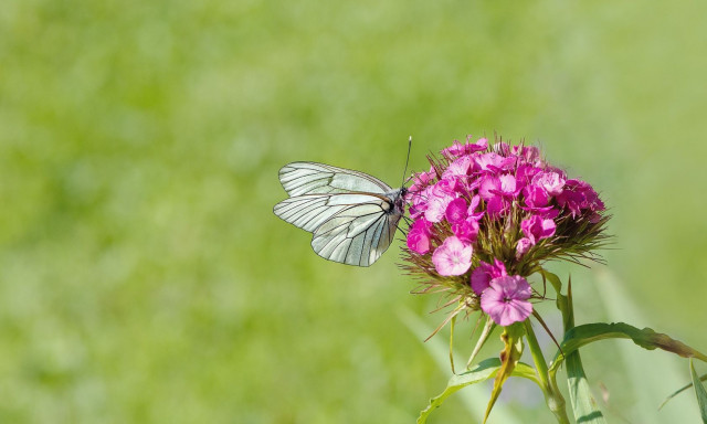 Advice - How to Encourage Pollinators in Your Garden | Kiwicare