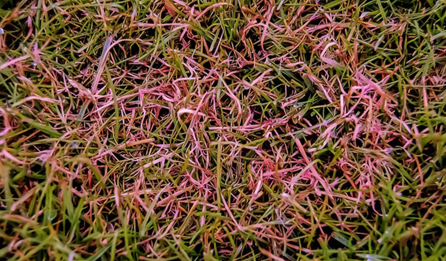 Red Thread - Control of Red Thread Disease of Lawns. | Kiwicare