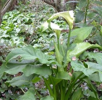 Aram and Italian Lily - Control of lily weed in gardens