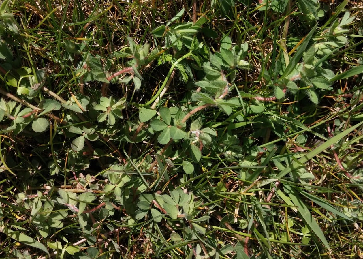 Birdsfoot Trefoil - How To Get Rid Of Birdsfoot Trefoil | Kiwicare