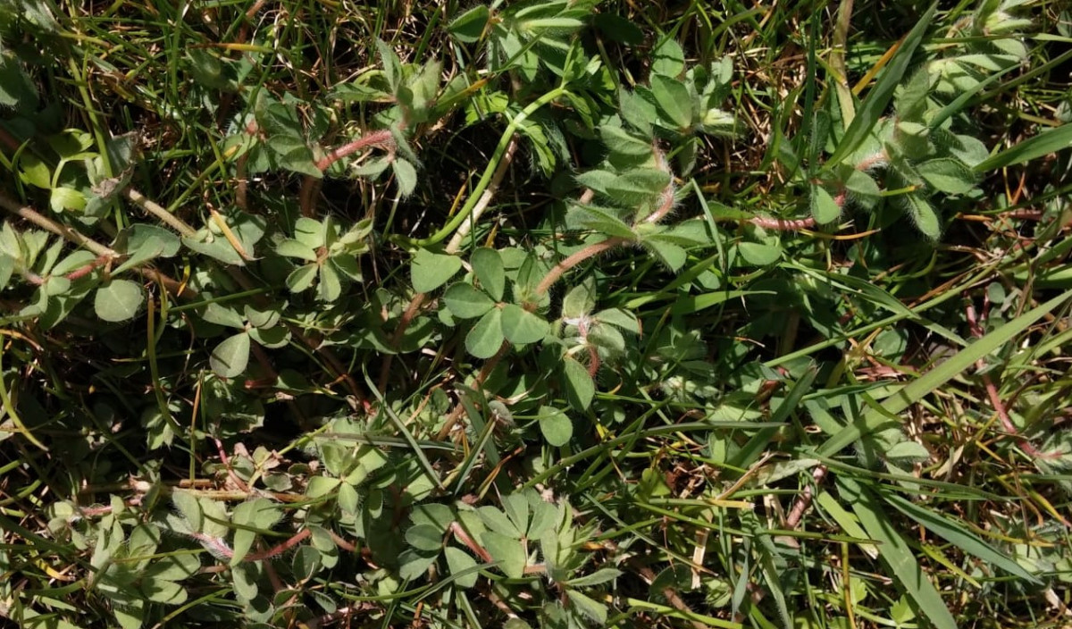 Birdsfoot Trefoil - How to Get Rid of Birdsfoot Trefoil | Kiwicare