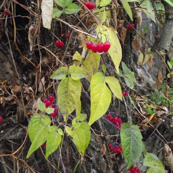 Bittersweet - Control of Bittersweet Weed in Gardens | Kiwicare