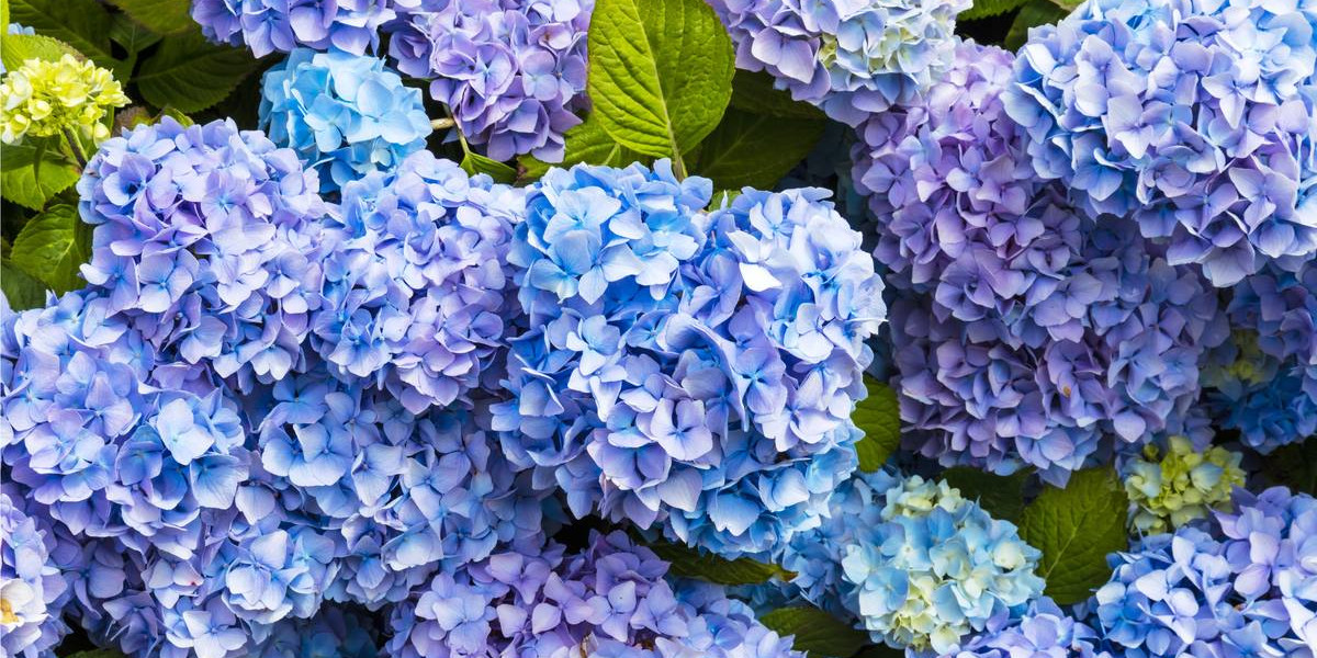 How to Change the Colour of Your Hydrangea | Kiwicare