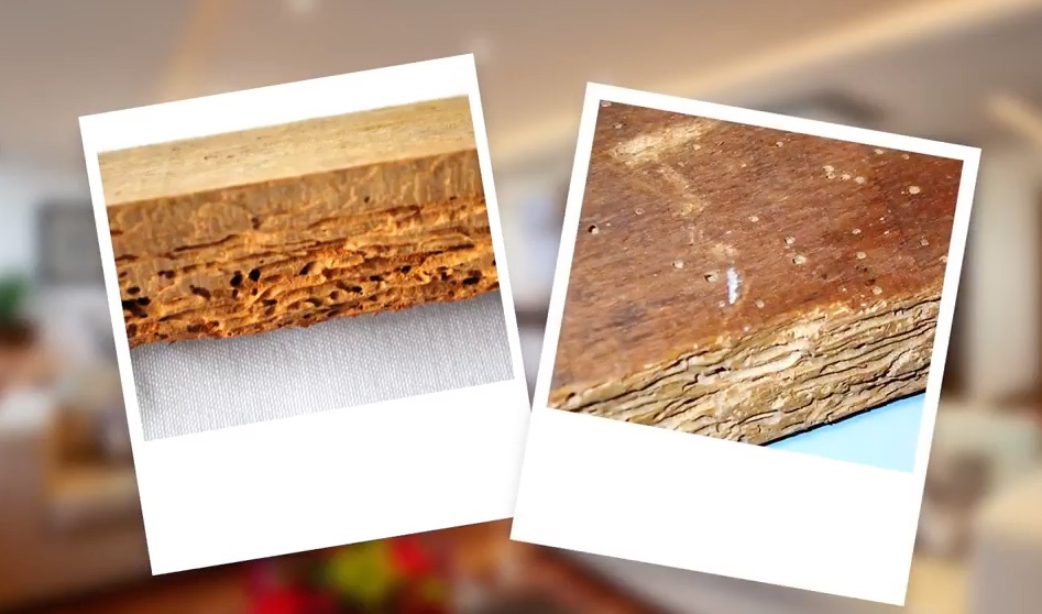 Advice - Video on How to Get Rid of Wood Borer | Kiwicare