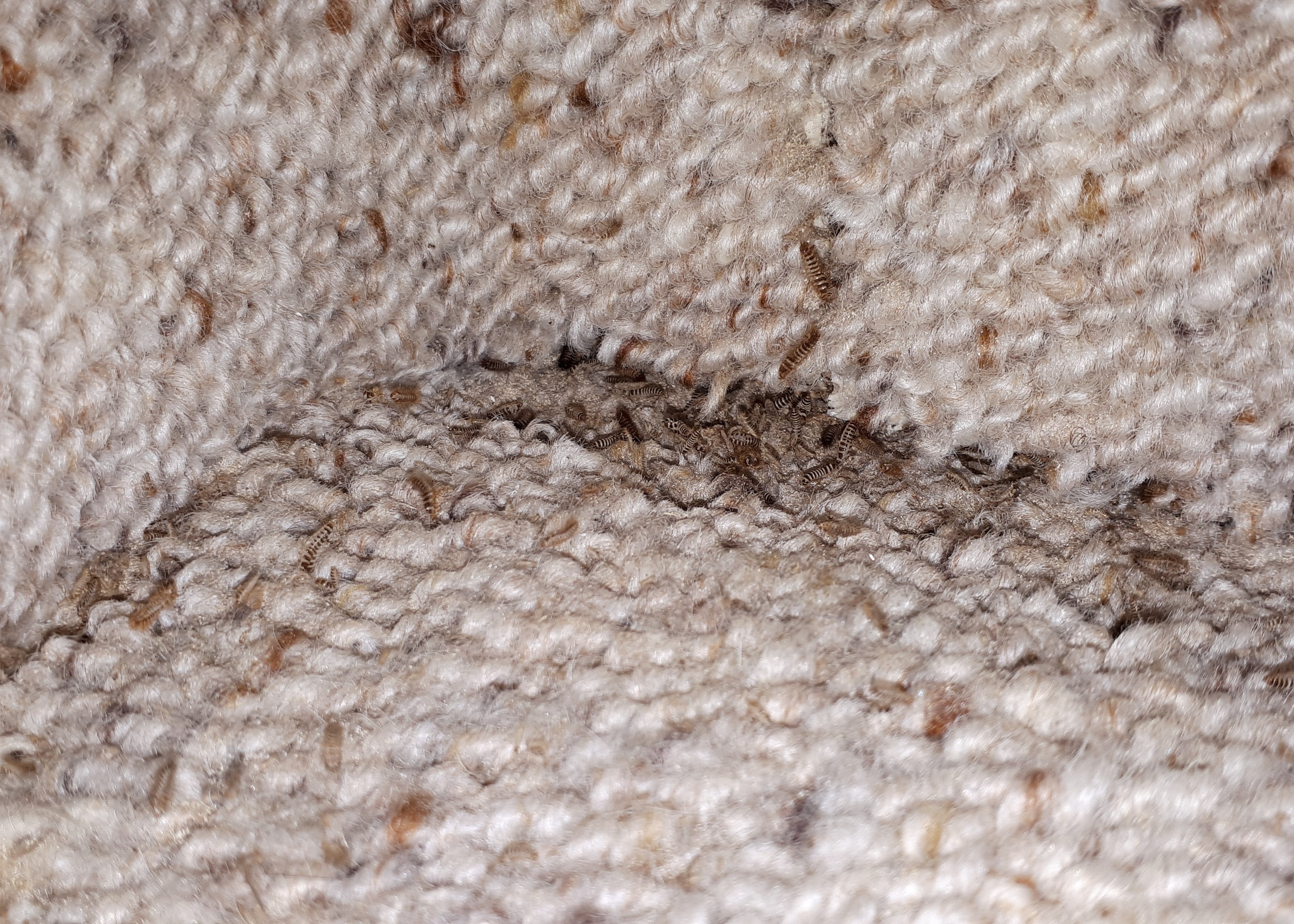 https://www.kiwicare.co.nz/assets/Uploads/Carpet-Beetle-Larvae-in-Carpet.jpg