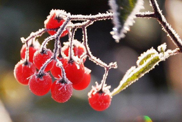 What to Do and Not Do in Your Garden in Winter | Kiwicare