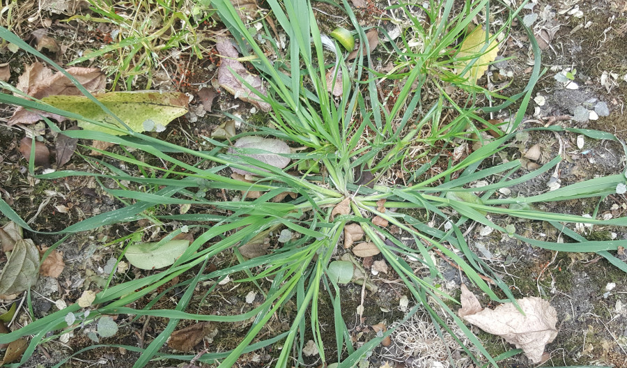 Stubborn grass  Outdoor photos, Outdoor, Grass