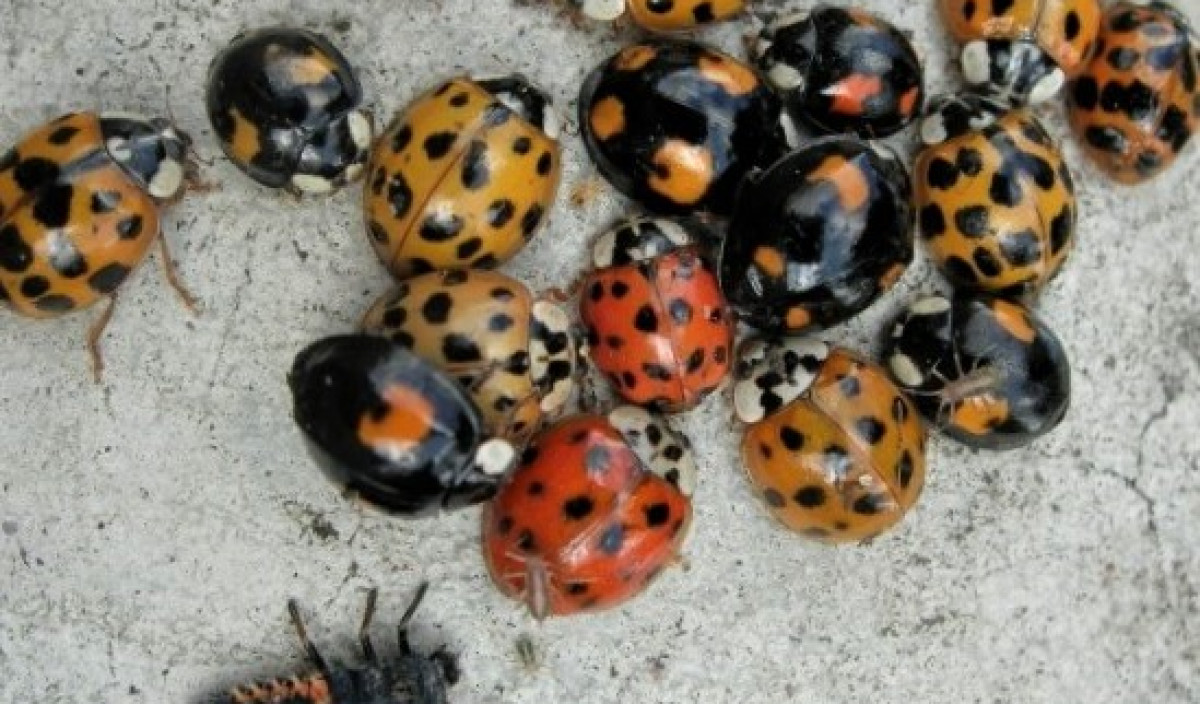 Harlequin Ladybirds - Identification and Control | Kiwicare