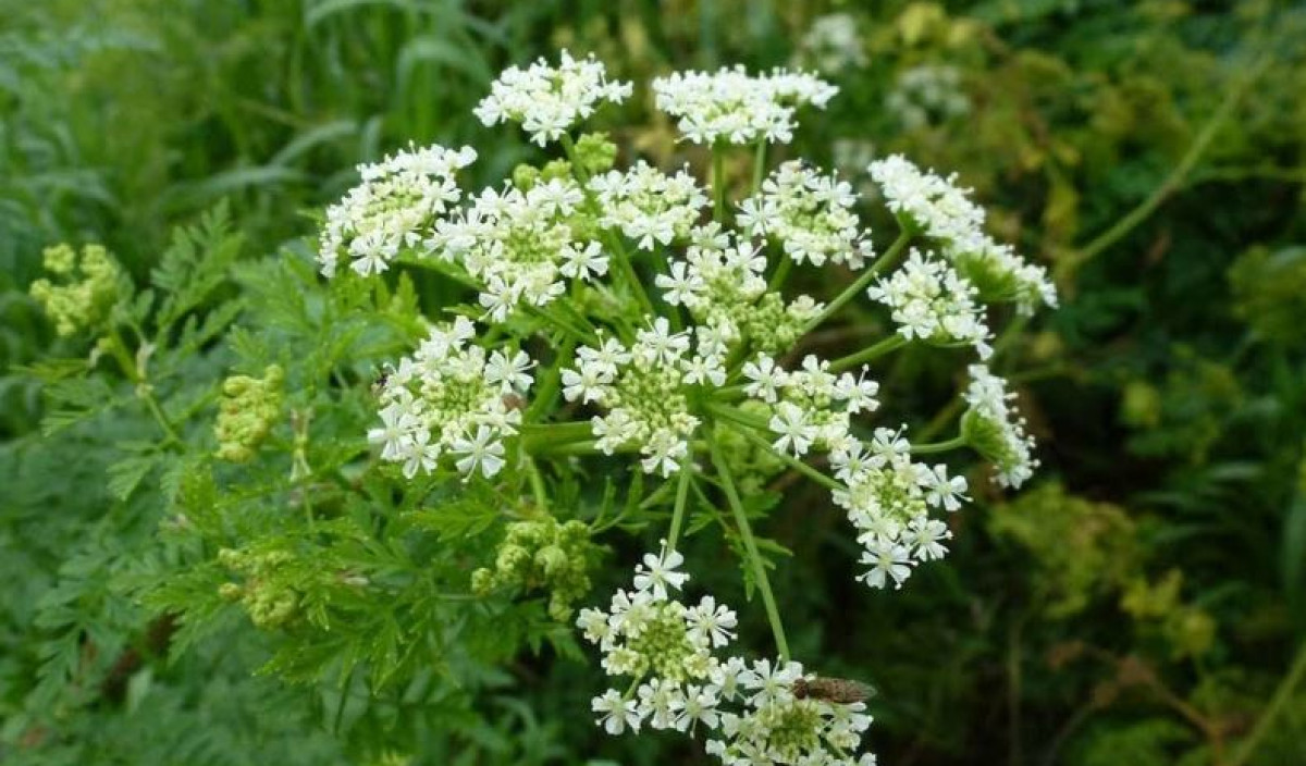 Hemlock and similar weeds such as wild carrot, wild parsnip, fennel and hog...