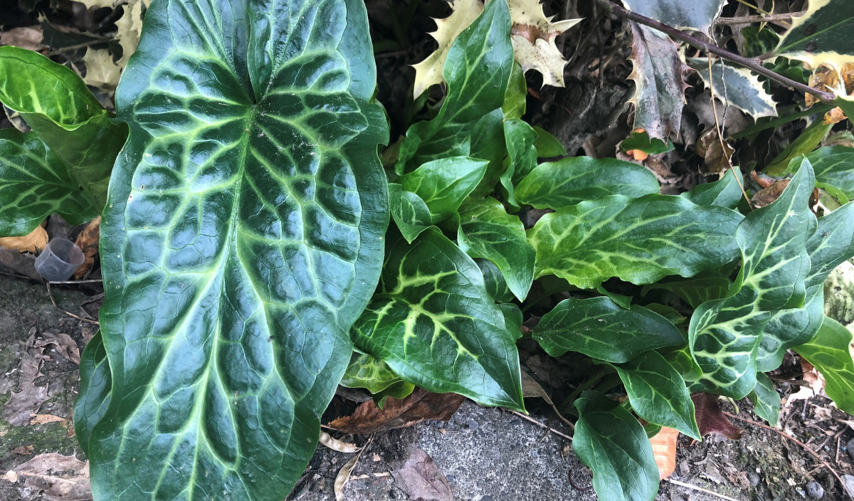 Arum and Italian Lily - Control of Lily Weed in Gardens | Kiwicare