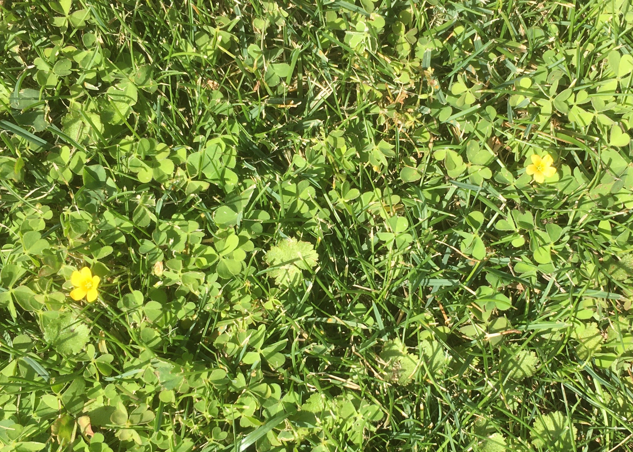 Little Yellow Flowers In Lawn 