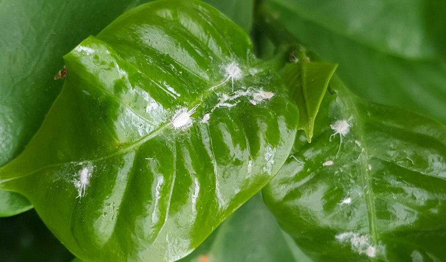 Mealybugs Control of Mealybug Pests on Garden Plants Kiwicare