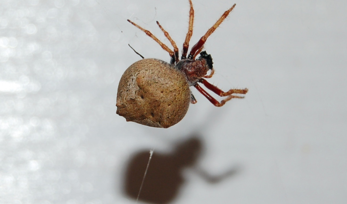 Spiders - Control of pest spiders in the garden. | Kiwicare