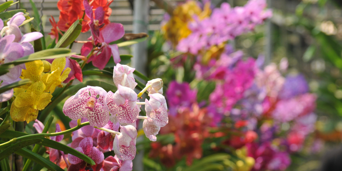 Orchids - About Orchids and Orchid Care | Kiwicare