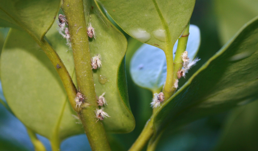 Leaf Hoppers - Control of Leaf Hopper Pests | Kiwicare