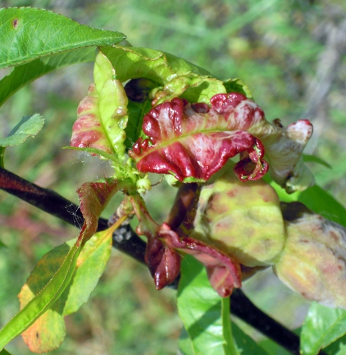 Leaf Curl - Control of Leaf Curl Diseases of Plants. | Kiwicare