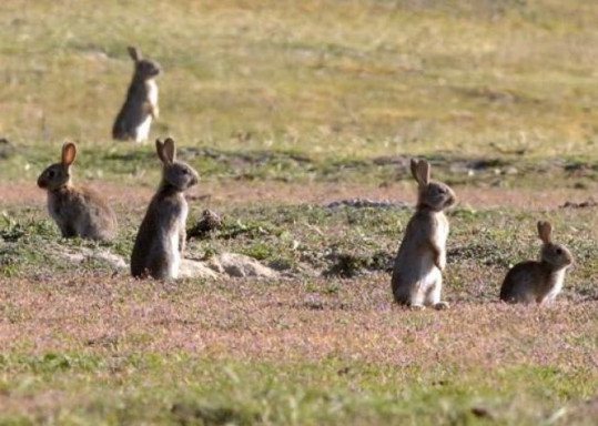 Rabbits caught in Timms - Predator Control strategy - TRAP.NZ Forums