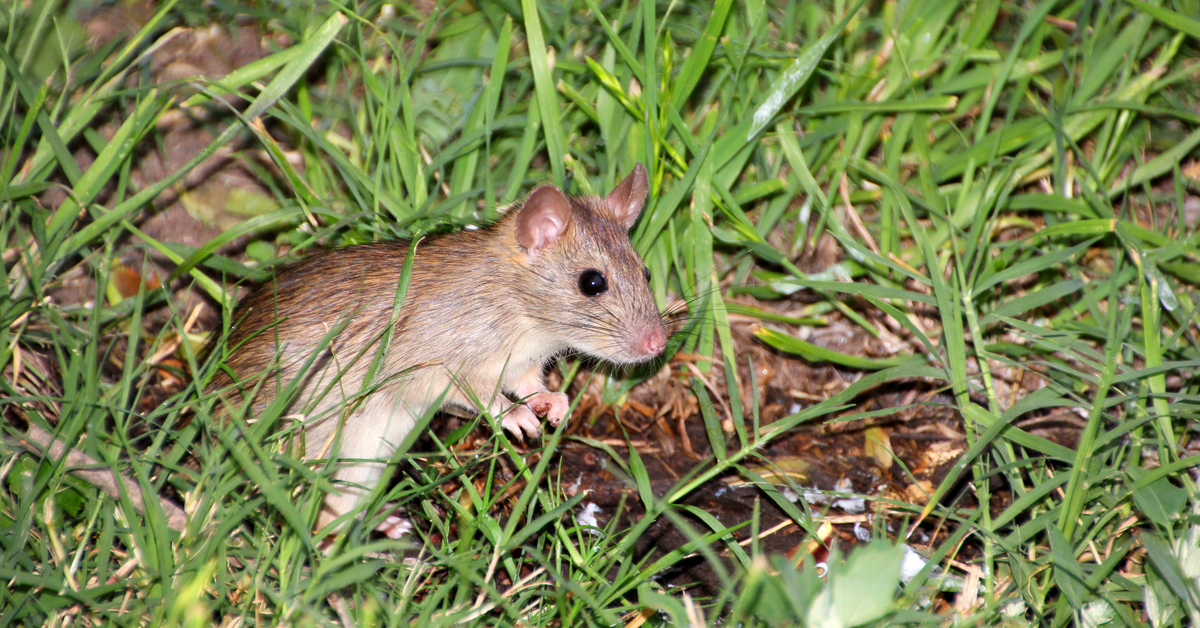 Advice - Learn About Rats and Mice in the Garden | Kiwicare