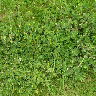 Suckling Clover - Control of suckling clover in gardens