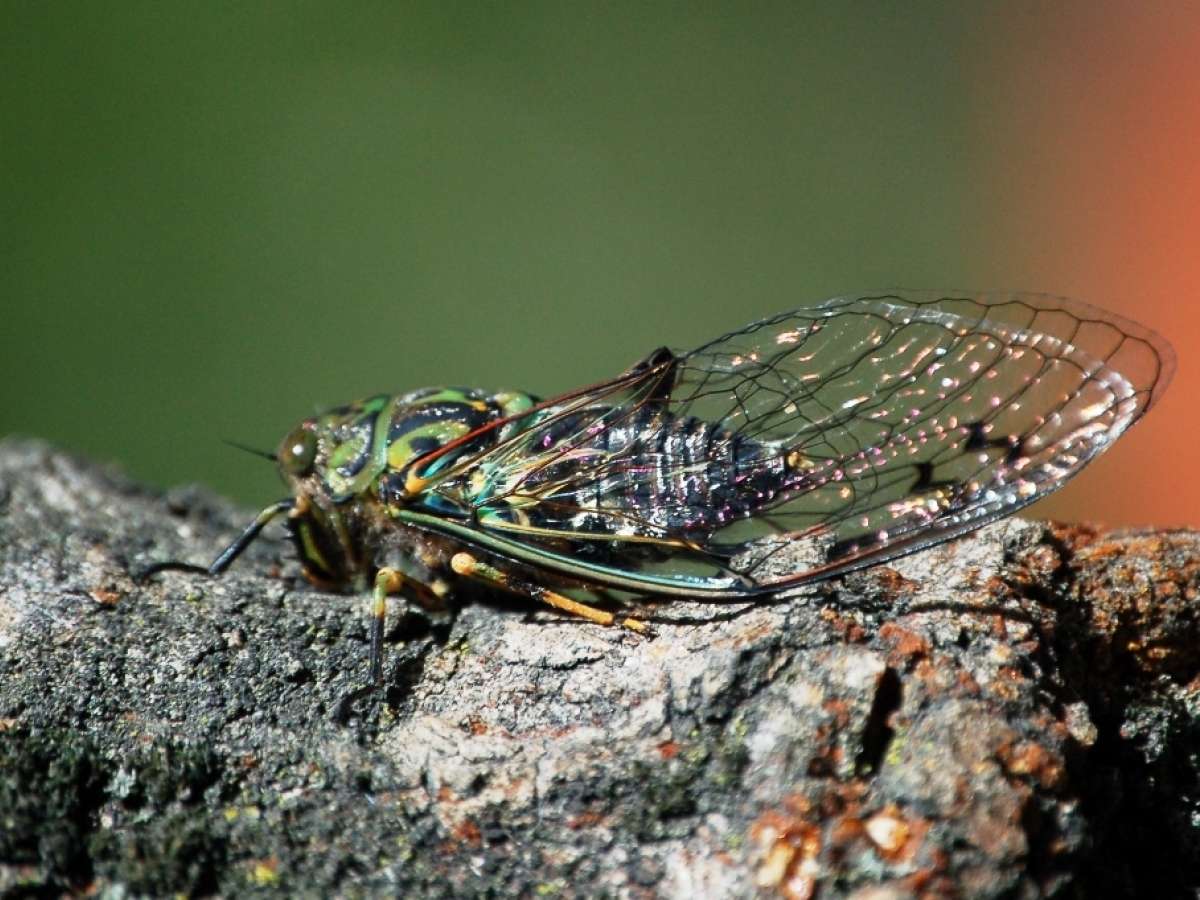 Cicadas The Sound of Summer