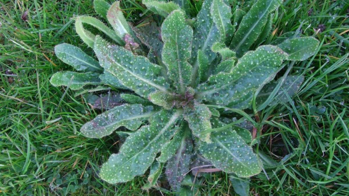 Oxtongue - Identify and Control Oxtongue Weed