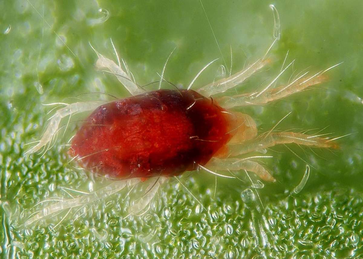 Mites - Control of Mites on Garden Plants.