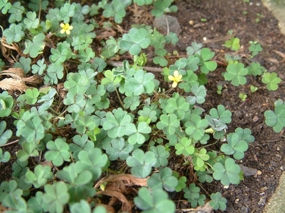 Oxalis Control Of Oxalis Weed In Gardens