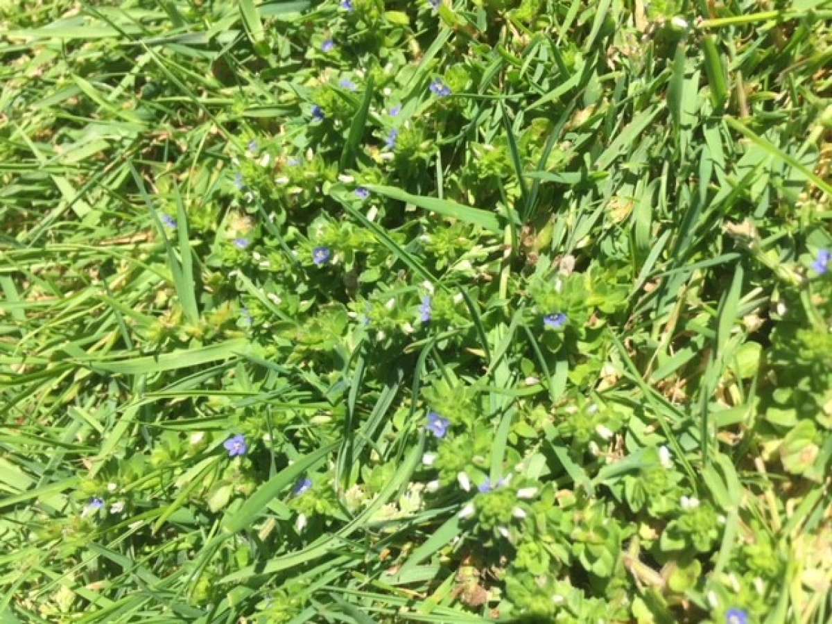 Speedwell - Control of Speedwell in Lawns and Gardens