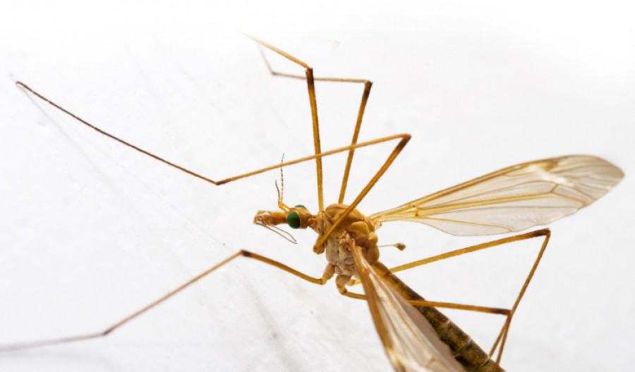 How to get rid deals of crane flies