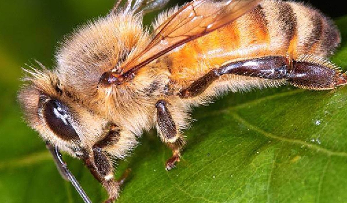 Honey Bees - How to Deal with Honey Bees in Gardens. | Kiwicare