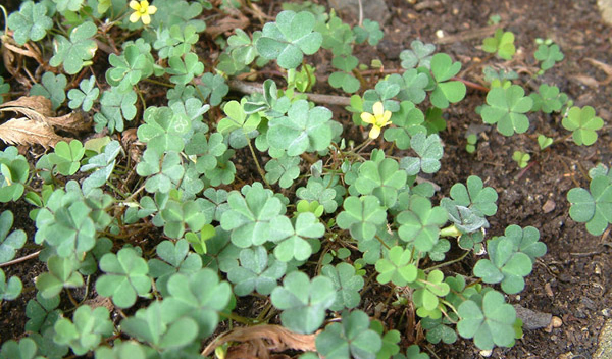 Oxalis - Control of Oxalis Weed in Gardens and Lawns | Kiwicare