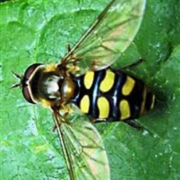 Hover Flies - Control of Hover Flies in Home Gardens. | Kiwicare