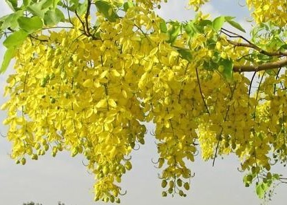 Are laburnum trees store poisonous to dogs