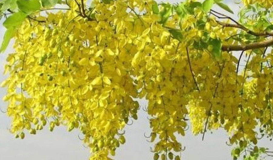 Laburnum tree poisonous to clearance dogs