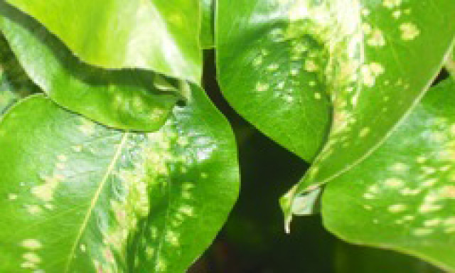 Leaf Curl - Control of Leaf Curl Diseases of Plants. | Kiwicare