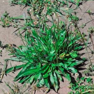 Plantain - Control of plantain weed in gardens.