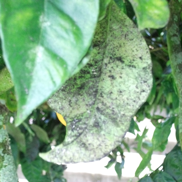 Sooty Mould - Control of Sooty Mould on Plants. | Kiwicare