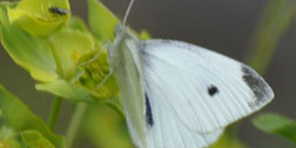 FAQs - Cabbage white butterflies, All-purpose fertilisers