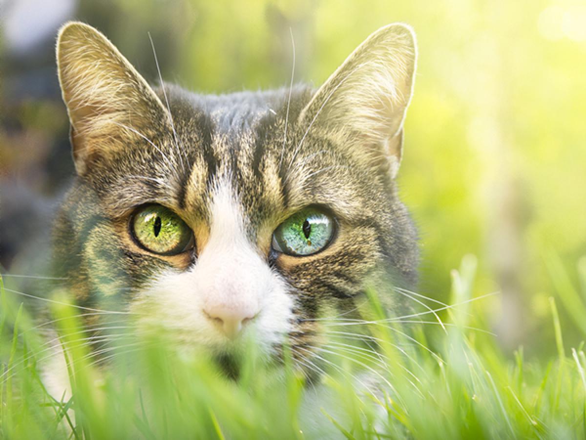 Advice - How to Deter Cats from Your Garden