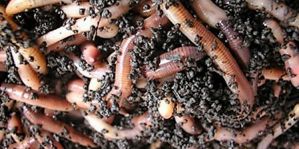 Earthworms - Eat The Weeds and other things, too